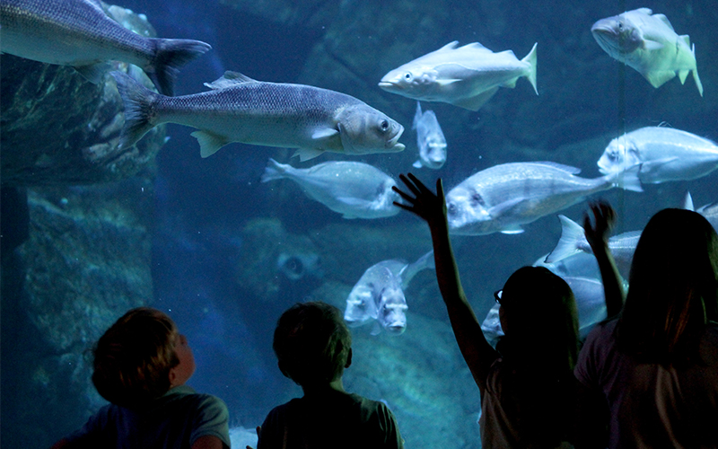 les enfants devant le bassin géant de l'Aquashow,aquariums et spectacles d'oiseaux à Audierne