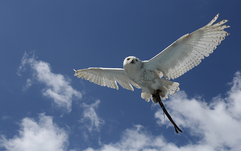 La chouette harfang à l'Aquashow d'Audierne, aquariums et spetacle d'oiseaux