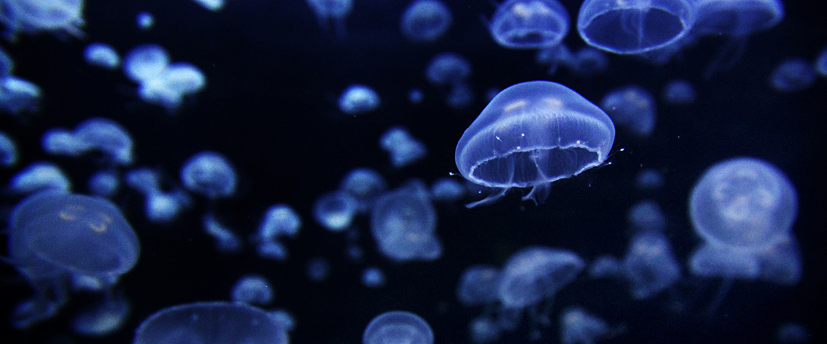 Les méduses en aquarium à l'Aquashow à Audierne, aquarium et spectacle d'oiseaux à Audierne